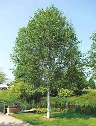 Brzoza Doorenbosa  obw. 12-14