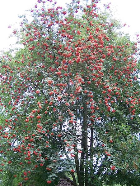Jarząb pospolity Edulis