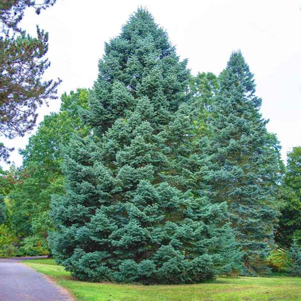 jodła kalifornijska 150-200