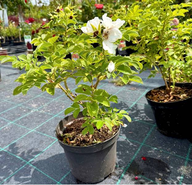 Róża pomarszczona Alba poj. C3