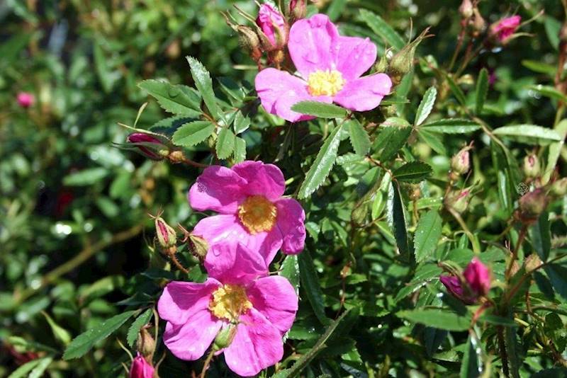 Róża nitida poj. C3