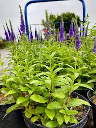 przetacznik Ulser Dwarf