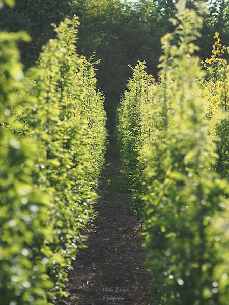 Grab posp. Lucas poj C2