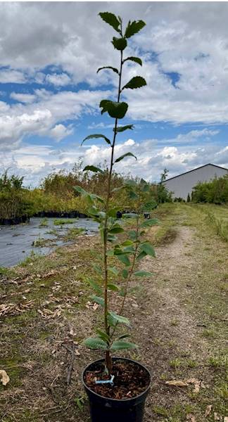 Grab posp. Fascigiata poj C2