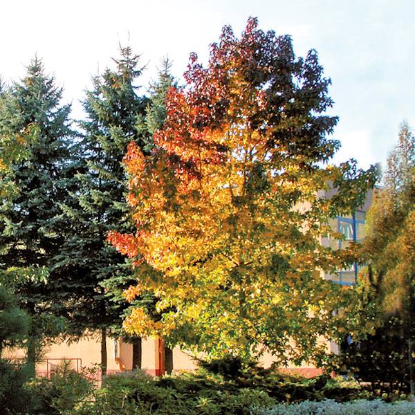 Ambrowiec amerykański obw. 8-10 poj