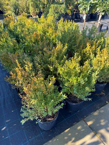 Bukszpan wieczniezielonyl poj. C5