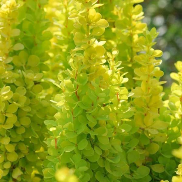 Berberys th. Golden Torch poj. C2