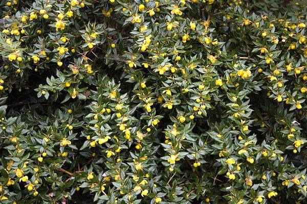 Berberys gruczołkowaty  poj C2