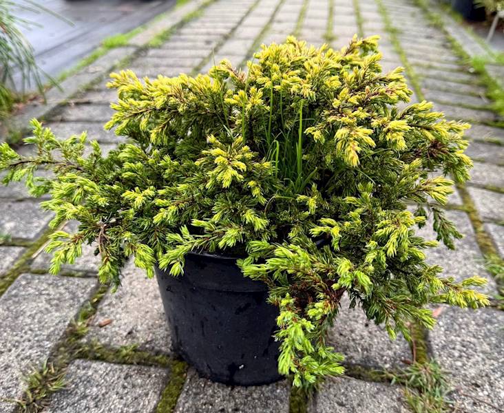 Jałowiec Goldschatz  poj. C3