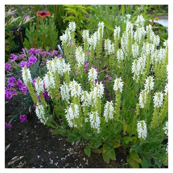 szałwia omszona Compact White