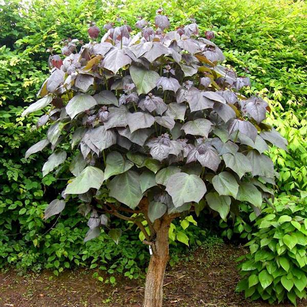 Katalpa Purpurowa poj C2