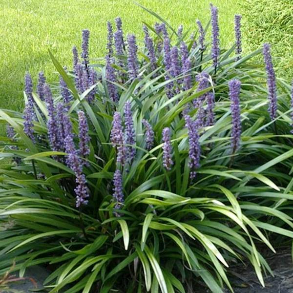 Liriope Royal Purple poj. C3