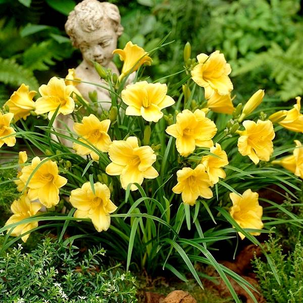 Liliowiec Mini Stella 