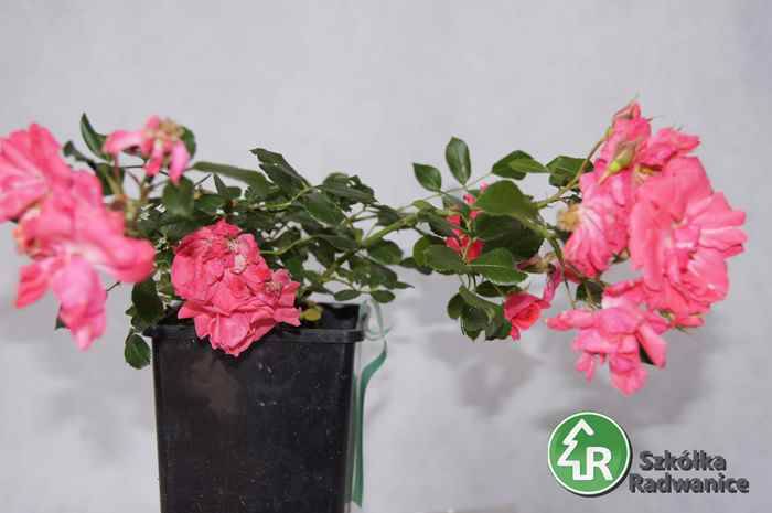 Róża okrywowa Pink Fairy poj. 