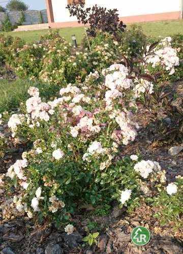 Róża okrywowa Pink Fairy poj. 