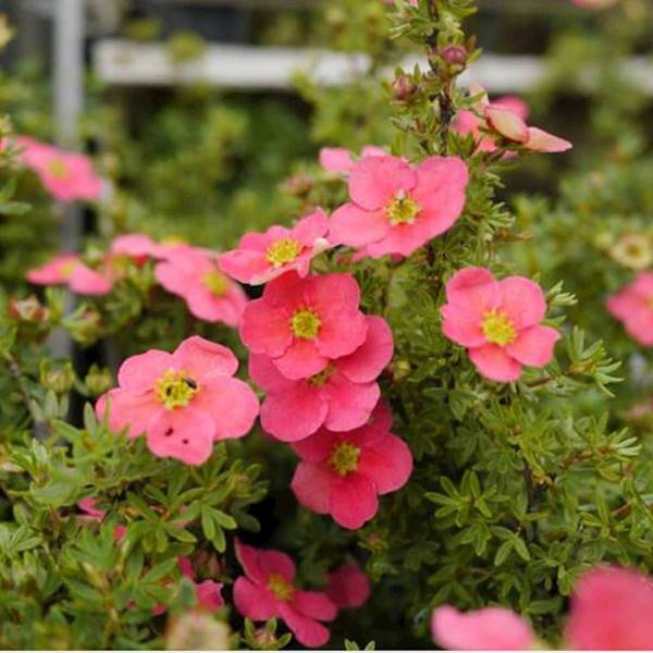 Pięciornik Danny Boy. C2