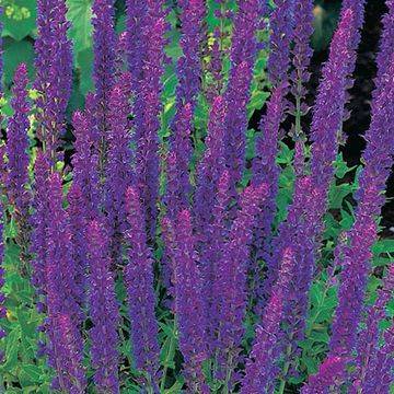 szałwia omszona 'Ostfriesland'