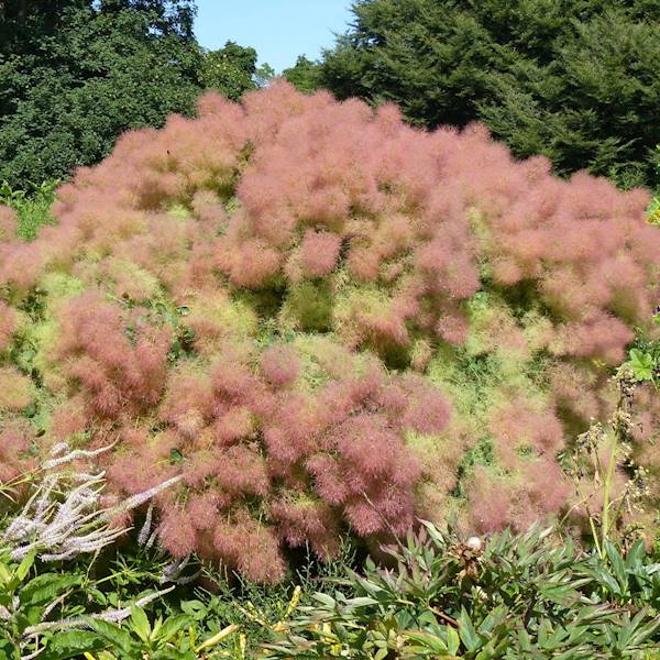 Perukowiec podolski poj. C2