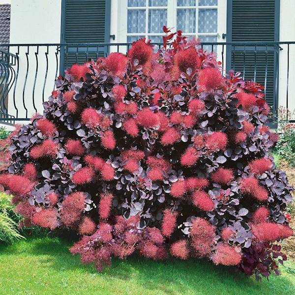 Perukowiec  Royal Purple poj. C7