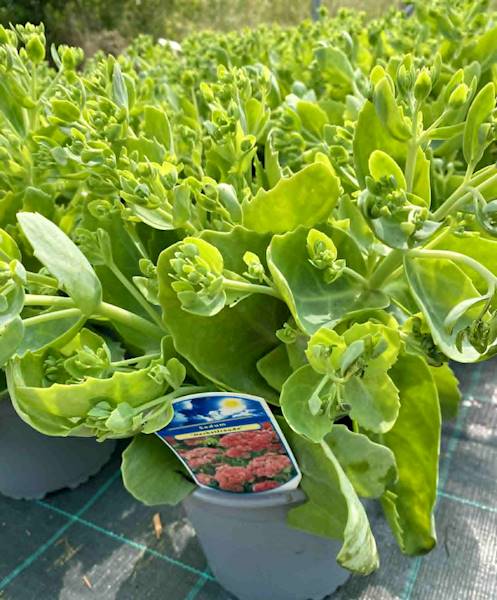 rozchodnik herbstfreude