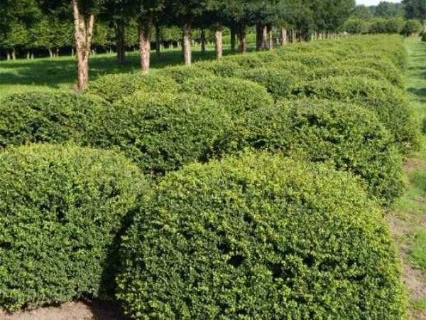 Ostrokrzew kula poj. 50-80cm 