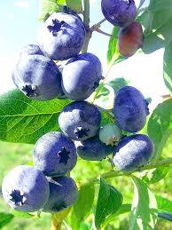 Borówka Blueray  poj. C3