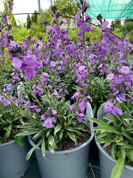 Kłosowiec 'Blue Fortune'