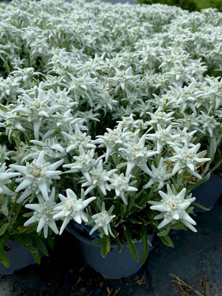 Szarotka alpejska Leontopodium