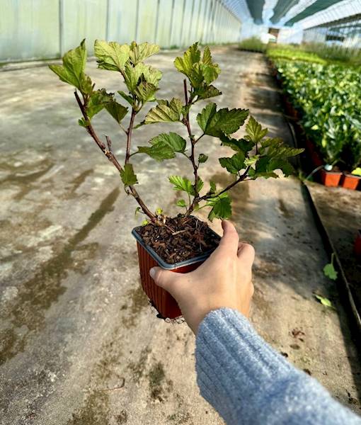 Pęcherznica Magic Ball poj. P9