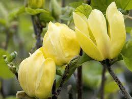 Magnolia Yellow Bird poj. C5 