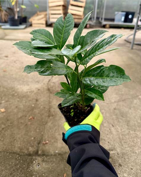 Laurowiśnia On Fire poj. P9