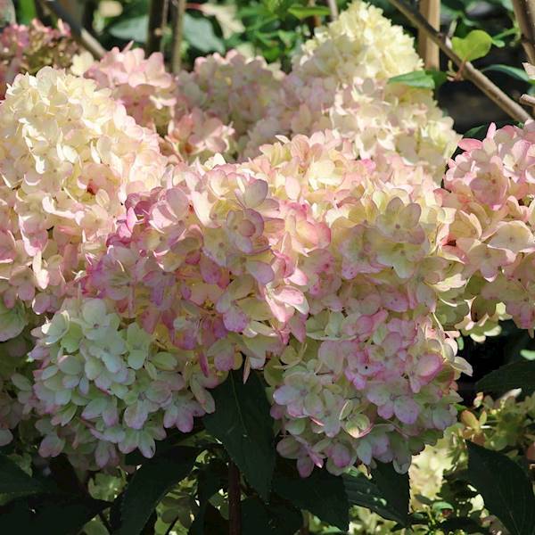 Hortensja Petite Flori poj. P9