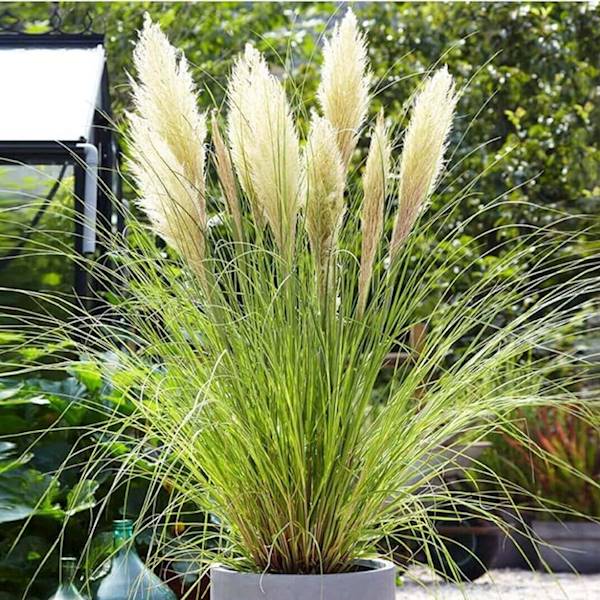 CortaderiamTiny Pampa poj C3