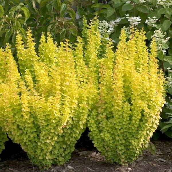 Berberys th. Golden Pillar poj. P9