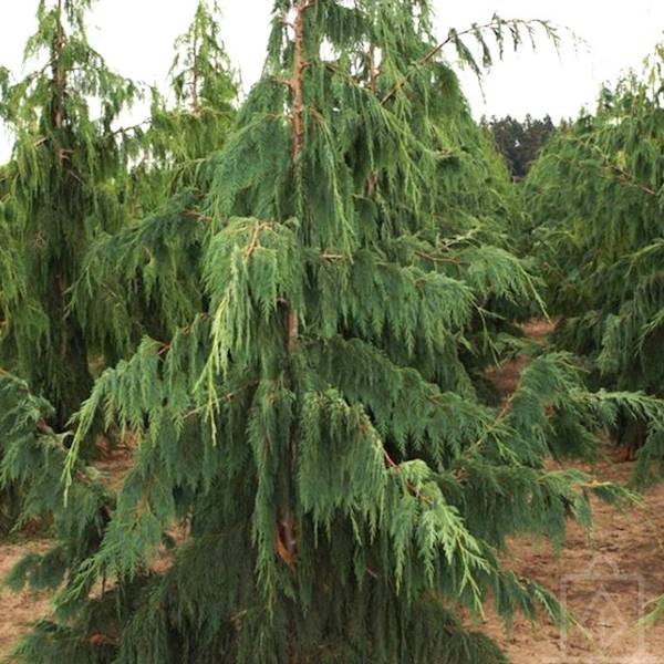 Cyprysik nutkajski Pendula poj. C5