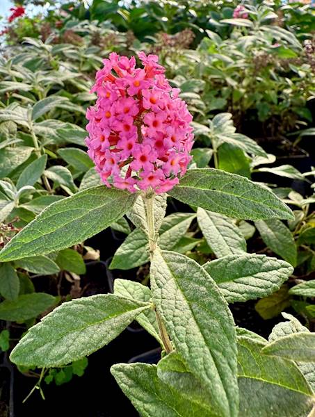 Budleja Little Ruby poj. P9