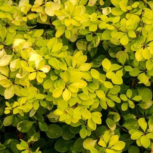 Berberys th. Golden Horison poj. P9