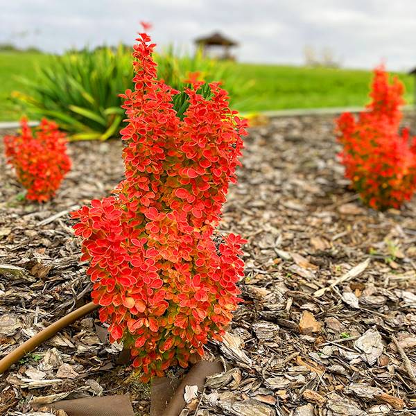 berberys Orange Ice poj. P9