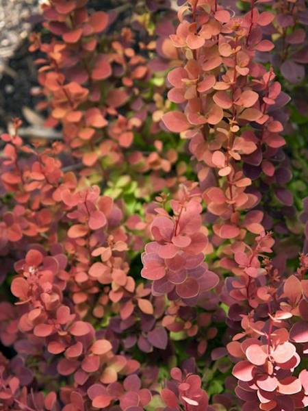 berberys Orange Carpet poj. P9