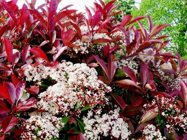 Głogownik Little Red Robin poj. P9