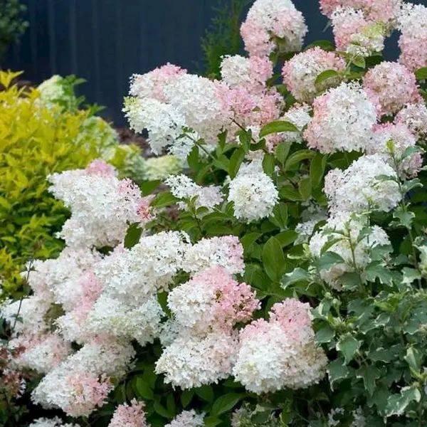 Hortensja buk. Phantom poj. P9