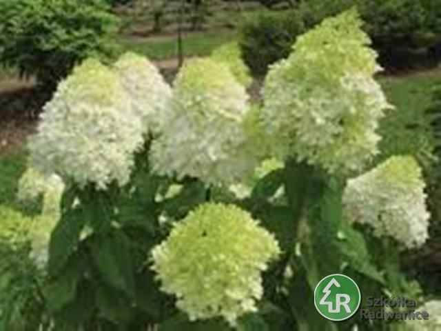 Hortensja buk.  Limelight poj. P9