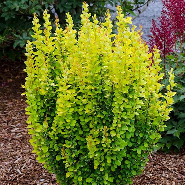 Berberys th. Maria poj. P9