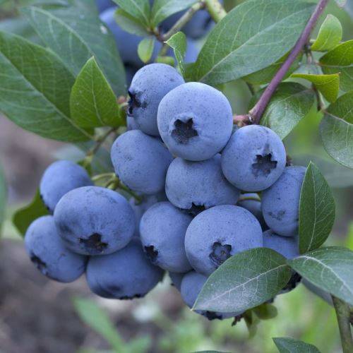 Borówka Patriot poj. P9