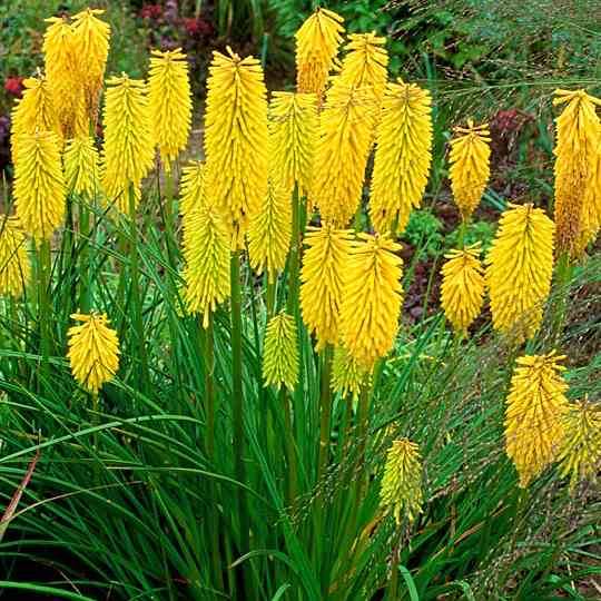 Trytoma groniasta Poco Yellow 