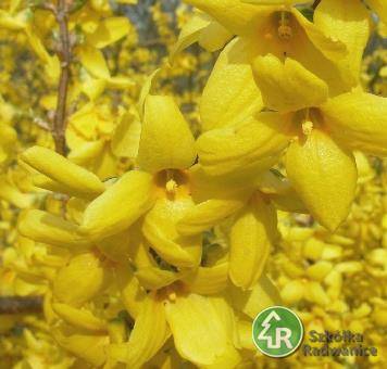 Forsycja Minigold  poj. C3