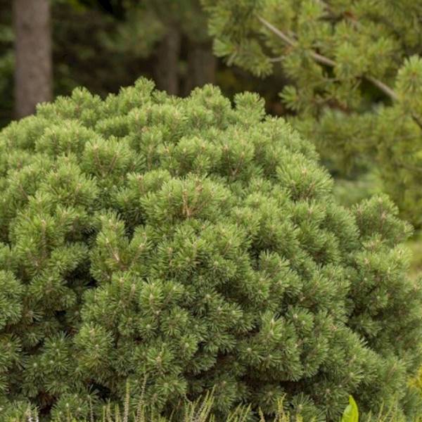 Sosna Densiflora Low Glow poj. C5