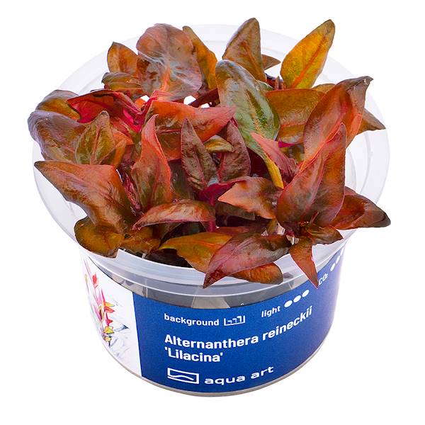 Alternanthera reineckii 'Lilacina'