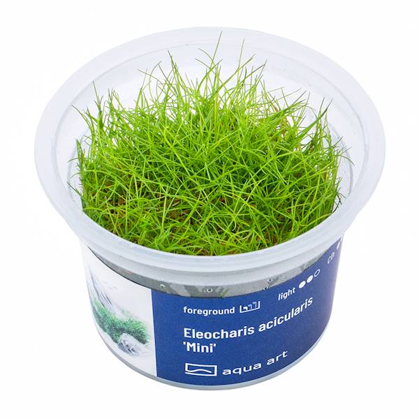 Eleocharis acicularis 'Mini'