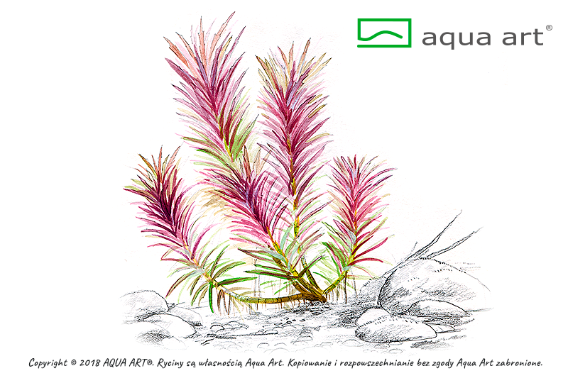 Limnophila hippuridoides